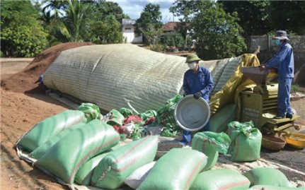 Mùa cà phê, thị trường tiếp tục “nóng lạnh”
