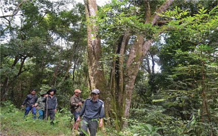 Hiệu quả từ chính sách chi trả dịch vụ môi trường rừng: Nhìn từ Kon Tum