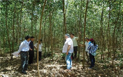 Quảng Ngãi: Hướng đến trồng và khai thác rừng bền vững