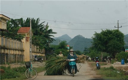 Kiên Giang: Người dân lo mất Tết vì chuối, mía