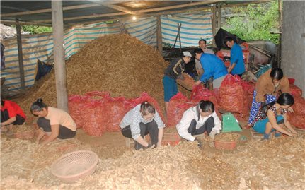 Nhiều nông dân Quảng Trị thoát nghèo nhờ trồng nghệ