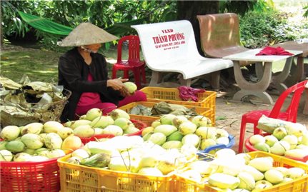Xoài tứ quý trên đất Thạnh Phong