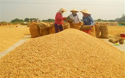 Cho vay thu mua thóc, gạo vụ Đông Xuân năm 2019