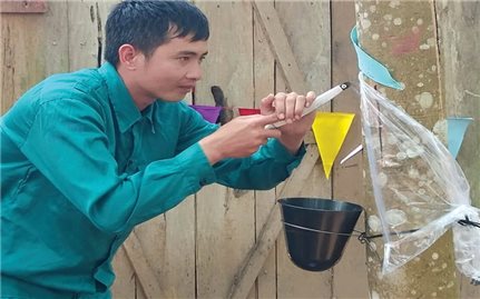 “Vàng trắng” trên đất Điện Biên