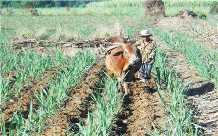 Khánh Hòa: Chính sách hỗ trợ phát triển vùng dân tộc thiểu số phát huy hiệu quả