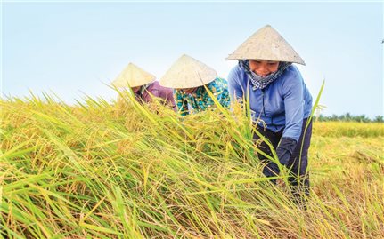 Sóc Trăng: Hiệu quả mô hình tôm-lúa hữu cơ