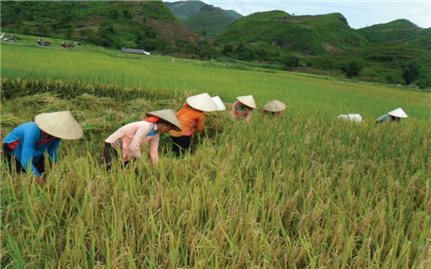 Hiệu quả nguồn hỗ trợ sản xuất Chương trình 135 ở Nậm Xe