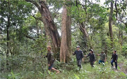 Phương án cắt giảm 2500ha rừng giao khoán cho dân ở Đăk Nông: Liệu có đi ngược lại chủ trương chung?