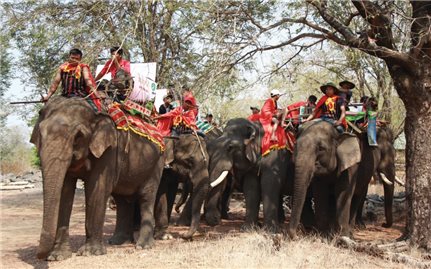 Độc đáo Lễ cúng sức khỏe cho voi