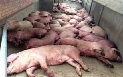 Điện Biên xuất hiện dịch tả lợn châu phi
