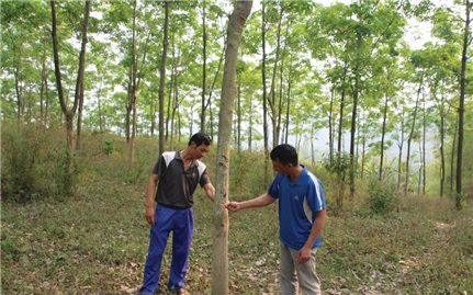 Khốn khổ vì cây cao su