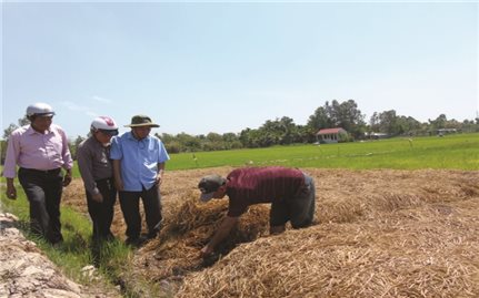 Đồng bằng sông cửu long: Chú trọng sản xuất theo mô hình HTX