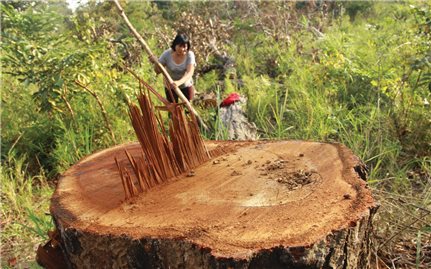 Giữ rừng Tây Nguyên trong bối cảnh thực thi Luật Lâm nghiệp mới