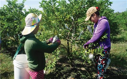 Tây Ninh: Phát triển nông nghiệp công nghệ cao ở Tây Ninh