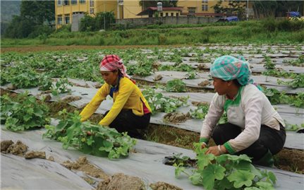 Lào Cai: Ứng dụng công nghệ cao vào sản xuất nông nghiệp