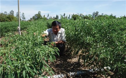 Bí thư chi bộ hiến hàng ngàn m2 đất để xây nhà cho người nghèo