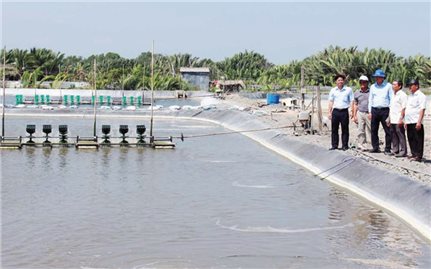 Hiệu quả từ nuôi tôm công nghệ cao