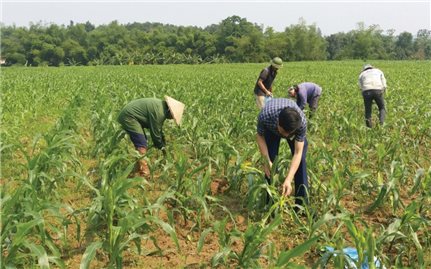 Lào Cai: Cảnh báo nạn sâu keo và biện pháp phòng trừ