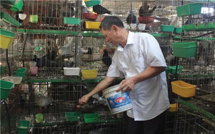 Nuôi bồ câu Pháp cho thu nhập cao