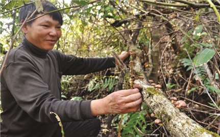 Kinh nghiệm đi rừng của người Mông