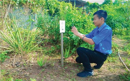 Sáng kiến bảo tồn cây thuốc Nam của sinh viên Nguyễn Văn Thuận