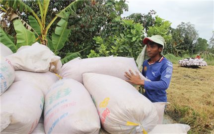 Nhân rộng cánh đồng lớn thúc đẩy liên kết sản xuất lúa