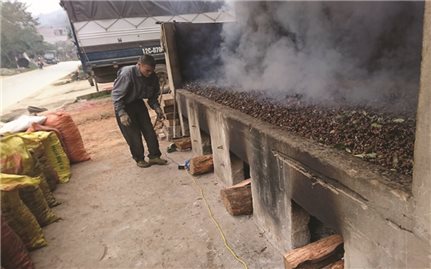 Văn Quan (Lạng sơn): Đẩy mạnh phát triển sản phẩm chủ lực từ cây hồi