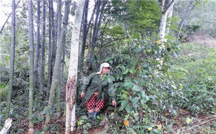Thanh Hóa: Người dân mỏi mòn chờ tiền hỗ trợ bảo vệ rừng