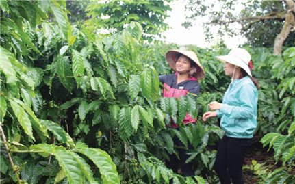 Đăk Lăk: Phát huy vai trò của Người có uy tín trong đồng bào DTTS