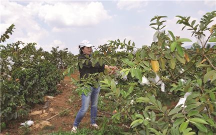 Đăk Nông: Ứng dụng công nghệ cao trong phát triển cây ăn quả