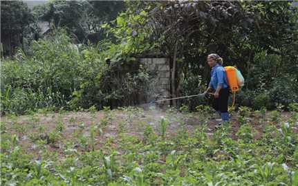 Tích cực phòng chống tác hại sâu keo mùa thu