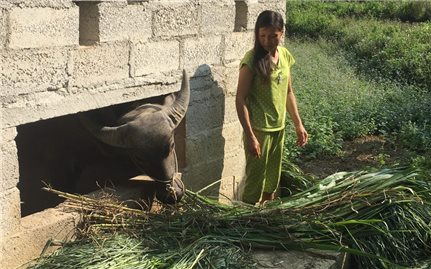 Xã Ngọc Động, huyện Quảng Uyên: Nỗ lực di dời chuồng trại gia súc ra xa nhà ở