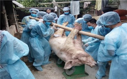 Người chăn nuôi thiệt hại nặng nề sau dịch tả lợn châu Phi
