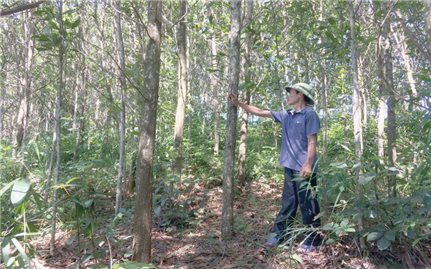 Lợi ích kép từ trồng rừng gỗ lớn