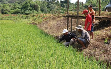 Hỗ trợ lãi suất đối với hộ đồng bào DTTS tại chỗ vay ngân hàng thương mại ở Đăk Nông: Vốn nhỏ, ý nghĩa lớn