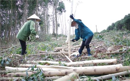 Nông dân xã Cư Króa thu nhập cao từ trồng rừng kinh tế