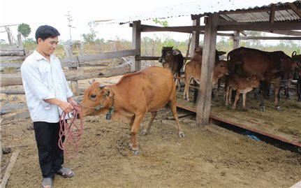 Đăk Lăk: Tín dụng chính sách góp phần giảm nghèo bền vững