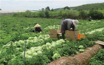 Giải quyết đất sản xuất cho đồng bào DTTS ở Lâm Đồng