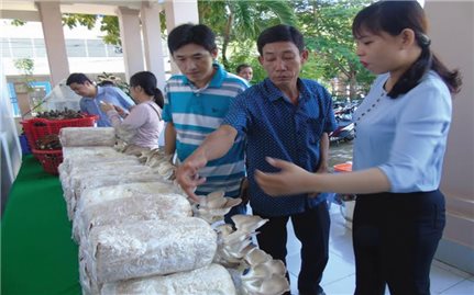 Năng suất cao, người trồng nấm vẫn lo