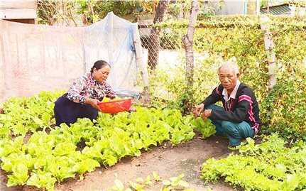 Những già làng 