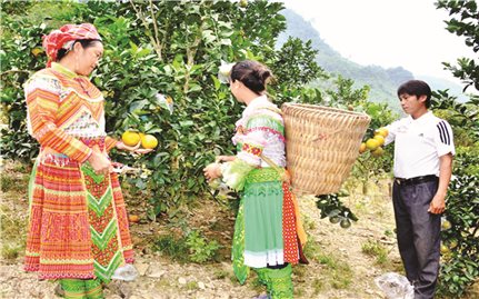 Tuyên Quang: Nỗ lực nâng cao đời sống đồng bào Mông