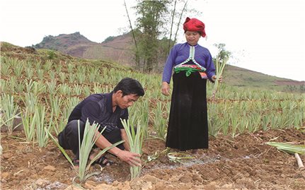 Giải ngân vốn hỗ trợ phát triển sản xuất: Làm thế nào để khơi thông dòng chảy?