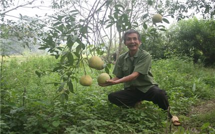 Triển vọng cho bưởi Đại Minh
