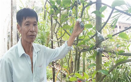 Người trồng chanh leo ngọt ở Sóc Trăng