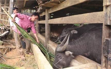 Giảm hộ nghèo có thành viên là Người có công: Cần giải pháp linh hoạt trong thực hiện chính sách ưu đãi