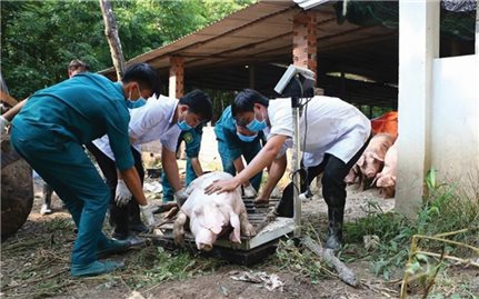 Cao Bằng: Người chăn nuôi vẫn mòn mỏi chờ kinh phí hỗ trợ
