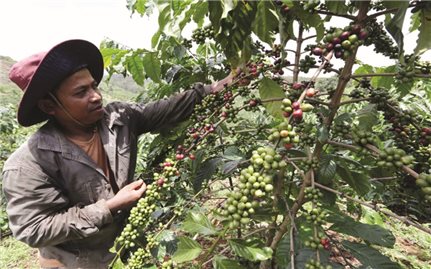 Đăk Nông: Chỉ thị 40 tạo bước chuyển quan trọng về tín dụng chính sách
