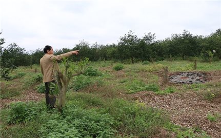 Nông dân Nghệ An đón nhận mùa cam “không ngọt”