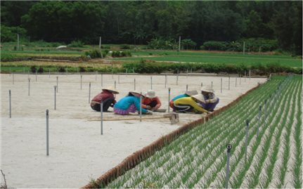 Cảnh báo từ cơn “sốt” đất ở đảo Lý Sơn