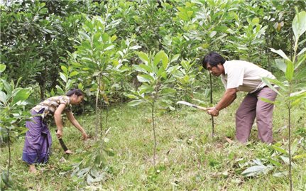 Dự án hỗ trợ trồng rừng gỗ lớn ở Quảng Ngãi: Tiến độ ì ạch